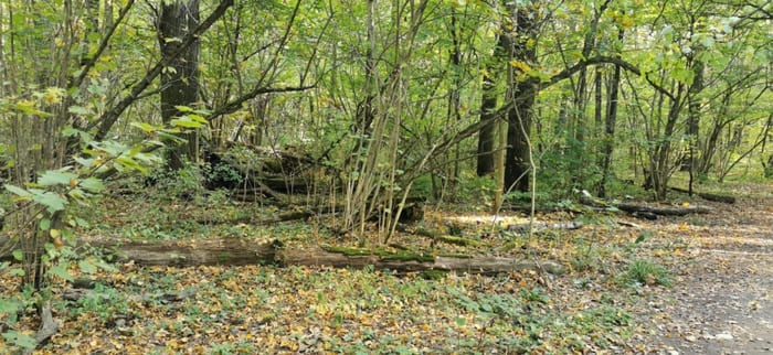 уборка леса с Сайбер Электро уборка леса с Сайбер Электро